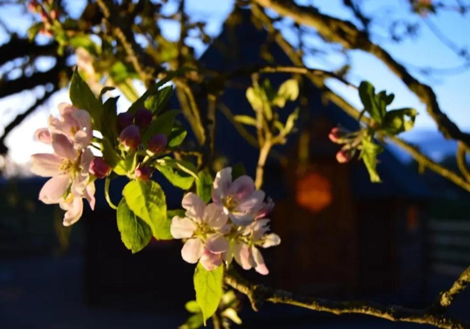 Apple Blossom Glamping Kilkenny Luaran gambar